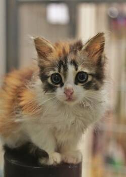 Cholula 63762 -  Domestic Long Hair and Domestic Short Hair Cat for Adoption in Aiken, South Carolina - Cholula 63762 | PetCurious