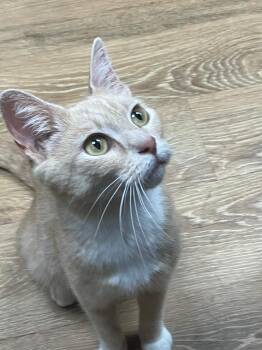 Raya -  Domestic Short Hair Cat for Adoption in Lunenburg, Massachusetts - Raya | PetCurious