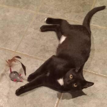 Emmett -  Domestic Short Hair Cat for Adoption in Beacon, New York - Emmett | PetCurious