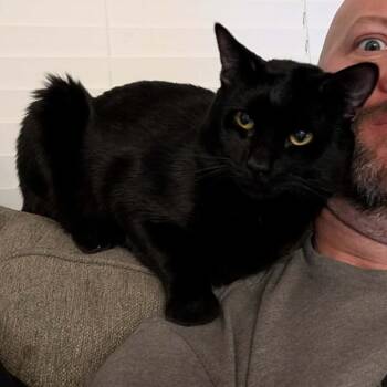 Domestic Short Hair Cats Available for Adoption - Loki | PetCurious