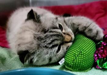 Domestic Short Hair Cats Available for Adoption - Muffin | PetCurious