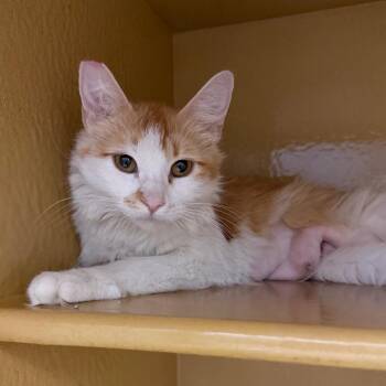 Domestic Short Hair Cats Available for Adoption in Las Vegas, Nevada - Lucy 53715 | PetCurious