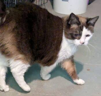 Baby -  Snowshoe Cat for Adoption in Shawnigan Lake, British Columbia - Baby | PetCurious