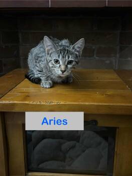 Rescue Domestic Short Hair Cats for Adoption in Hawthorne, New Jersey - Aries Of The Fantastic Four!!! | PetCurious