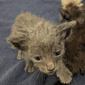Jubilee Street 14 -  Domestic Short Hair Cat for Adoption in Austin, Texas - Jubilee Street 14 | PetCurious