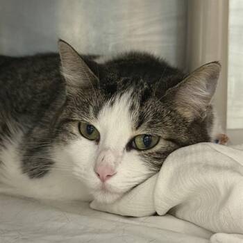 BONSAI -  Domestic Short Hair Cat for Adoption in Las Vegas, Nevada - BONSAI | PetCurious