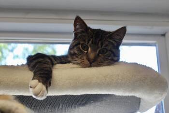 COOKI -  Domestic Short Hair and Tabby Cat for Adoption in Brazil, Indiana - COOKI | PetCurious