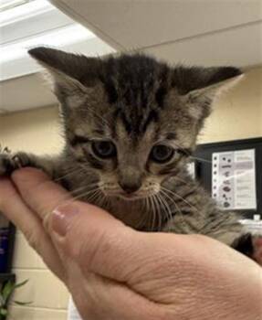 KAREN SMITH -  Domestic Short Hair Cat for Adoption in Aliquippa, Pennsylvania - KAREN SMITH | PetCurious