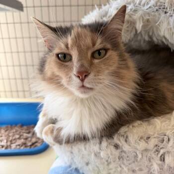 Domestic Long Hair Cats Available for Adoption in Medford, Oregon - Astra | PetCurious