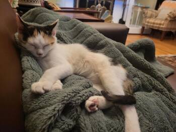 Merge -  Domestic Short Hair Cat for Adoption in East Hartford, Connecticut - Merge | PetCurious