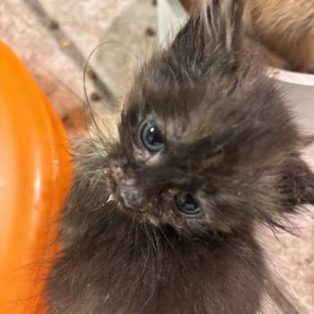 Aspen -  Domestic Short Hair Cat for Adoption in New York, New York - Aspen | PetCurious