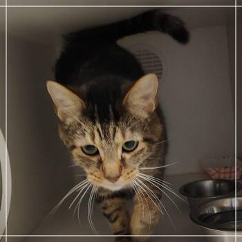 Highway -  Domestic Short Hair Cat for Adoption in Dearborn, Michigan - Highway | PetCurious