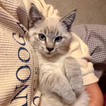 Reader -  Domestic Short Hair Cat for Adoption in Chattanooga, Tennessee - Reader | PetCurious