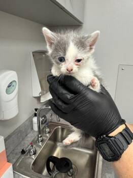 Domestic Short Hair Cats Available for Adoption in Sevierville, Tennessee - Giggles | PetCurious