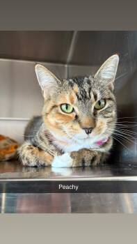 Rescue Tabby and Domestic Short Hair Cats for Adoption in North Weyburn, Saskatchewan - Peachy | PetCurious