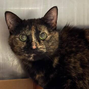 Domestic Short Hair Cats Available for Adoption in Nashville, Tennessee - Itsy | PetCurious