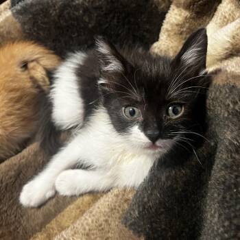 Domestic Short Hair Cats Available for Adoption in San Antonio, Texas - Taika | PetCurious