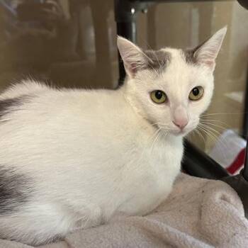 Giggles -  Domestic Short Hair Cat for Adoption in Merriam, Kansas - Giggles | PetCurious