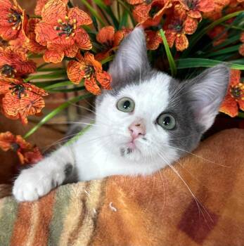 5/23/26 Anja -  Domestic Short Hair Cat for Adoption in Stillwater, Oklahoma - 5/23/26 Anja | PetCurious