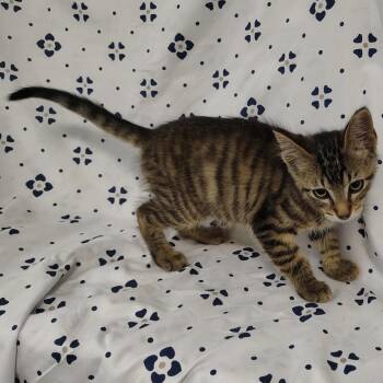 Tiger Woods -  Domestic Medium Hair Cat for Adoption in Coos Bay, Oregon - Tiger Woods | PetCurious