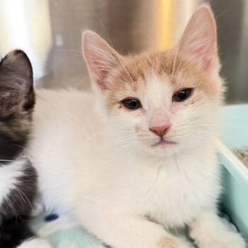 George White -  Domestic Short Hair Cat for Adoption in Los Angeles, California - George White | PetCurious