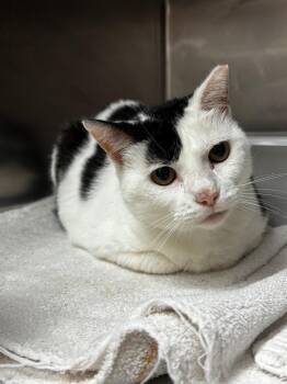 Sidney -  Domestic Short Hair Cat for Adoption in Lima, Ohio - Sidney | PetCurious