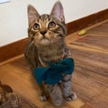 Ernie Muppet -  Tabby and Domestic Short Hair Cat for Adoption in Friendswood, Texas - Ernie Muppet | PetCurious