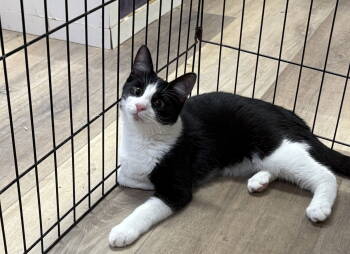 Rescue American Shorthair Cats for Adoption in Massapequa, New York - WALKER | PetCurious