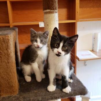 Colt -  American Shorthair Cat for Adoption in Sherwood, Oregon - Colt | PetCurious