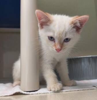 Shepherd -  Domestic Short Hair Cat for Adoption in Saint Marys, Pennsylvania - Shepherd | PetCurious