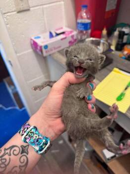 Spaetzle -  Domestic Short Hair Cat for Adoption in Johnson City, Tennessee - Spaetzle | PetCurious