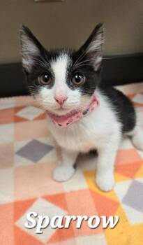 Sparrow -  Domestic Medium Hair Cat for Adoption in Sidney, Ohio - Sparrow | PetCurious