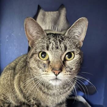 Domestic Short Hair Cats Available for Adoption - Margaret | PetCurious