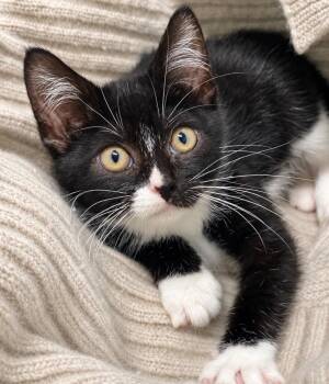 Flower -  Domestic Short Hair Cat for Adoption in Decorah, Iowa - Flower | PetCurious