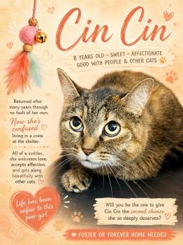 Cin Cin (FCID#06/24/2026 - 152) Willow Grove -  Torbie Cat for Adoption in Greenville, Delaware - Cin Cin (FCID#06/24/2026 - 152) Willow Grove | PetCurious