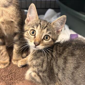 Gloldie -  Domestic Short Hair Cat for Adoption in South Elgin, Illinois - Gloldie | PetCurious