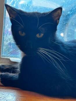 Jerrico Ram -  Domestic Short Hair Cat for Adoption in Gorham, Maine - Jerrico Ram | PetCurious