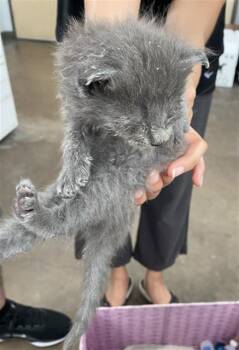 ARIZONA -  Domestic Short Hair Cat for Adoption in Dallas, Texas - ARIZONA | PetCurious