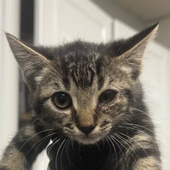 Belair -  Domestic Short Hair Cat for Adoption in Greenville, South Carolina - Belair | PetCurious