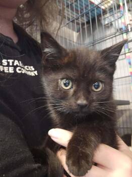 Rosie -  Domestic Short Hair Cat for Adoption in Wading River, New York - Rosie | PetCurious