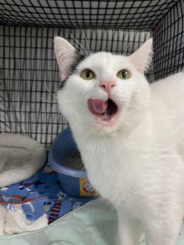 Taylor -  Domestic Short Hair Cat for Adoption in Corpus Christi, Texas - Taylor | PetCurious