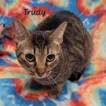 Trudy -  Domestic Short Hair Cat Available for Adoption in Parkersburg, West Virginia - Trudy | PetCurious