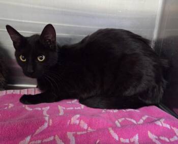 Domestic Short Hair Cats Available for Adoption in Norco, California - ELOISE | PetCurious