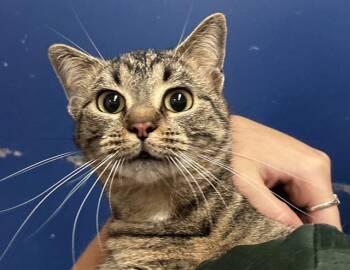 Sage -  Domestic Short Hair Cat for Adoption in Columbus, Indiana - Sage | PetCurious