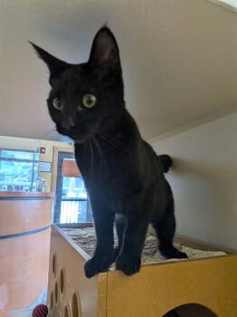 Domestic Short Hair Cats Available for Adoption - ARIEL | PetCurious