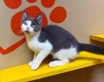 Ducky -  Domestic Short Hair Cat for Adoption in Maryville, Missouri - Ducky | PetCurious