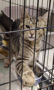 Domestic Short Hair Cats Available for Adoption in Saint Clairsville, Ohio - Erving | PetCurious