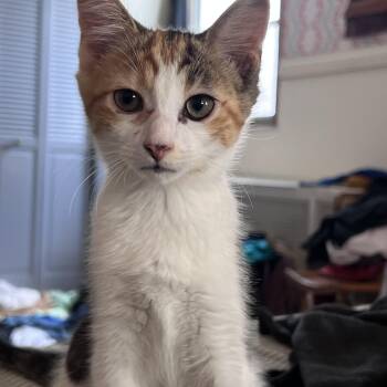 Mondo -  Domestic Short Hair Cat Available for Adoption in Philadelphia, Pennsylvania - Mondo | PetCurious