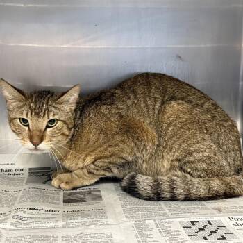 Domestic Short Hair Cats Available for Adoption in Tuscaloosa, Alabama - TUSC-Wildlife-84385 | PetCurious