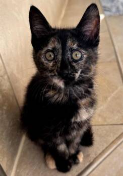 Tortoiseshell and Domestic Short Hair Cats Available for Adoption in San Jose, California - Momo | PetCurious